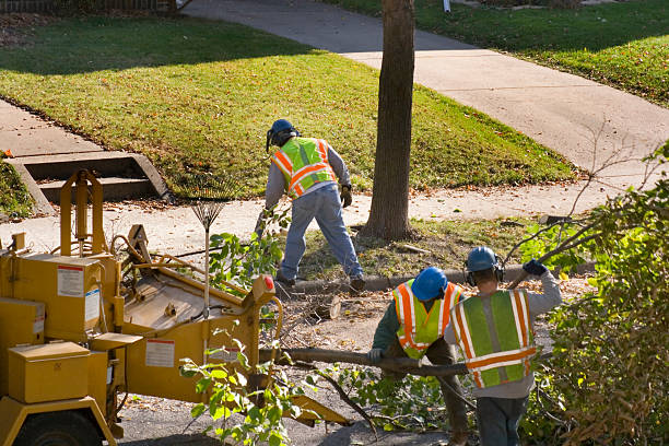 Park Ridge, NJ Tree Care Services Company